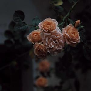 小咪儿仙儿骚麦原唱
