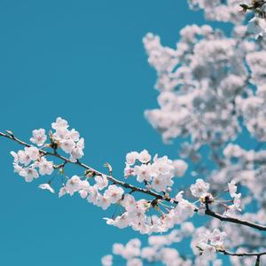 小咪儿仙儿骚麦原唱
